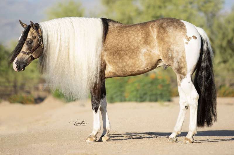 Buckskin Homozygous Tobiano stallion
